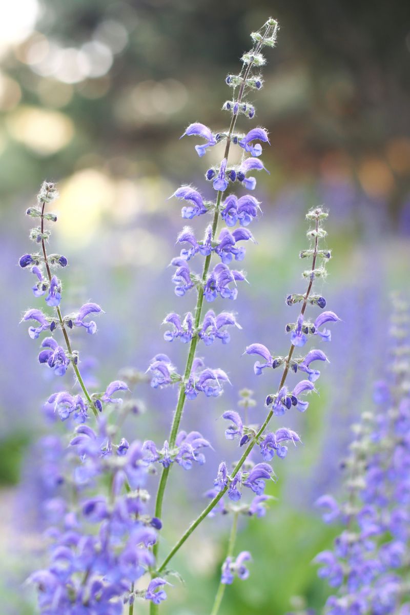 Russian Sage