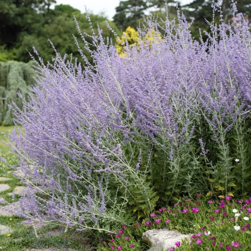 Russian Sage Blooms Purple All Summer Long 