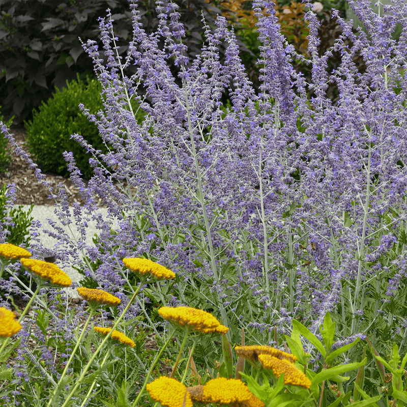 Russian Sage Brings Airy Color And Aromatic Foliage