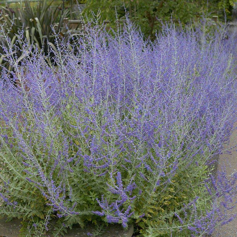 Russian Sage Brings Soft Color And Silvery Texture