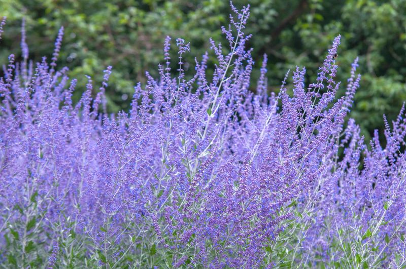 Russian Sage Comes Back Fuller After Cutback