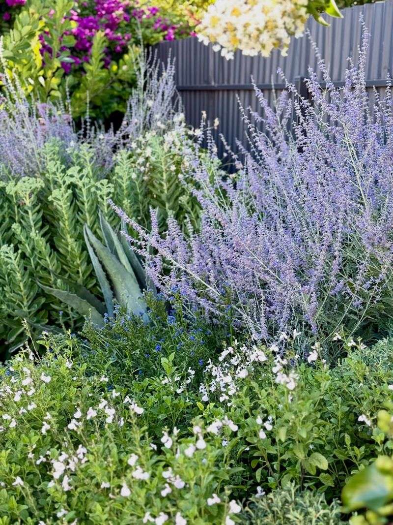 Russian Sage Grows Larger Every Summer In Sunny Gardens Russian Sage Grows Larger Every Summer In Sunny Gardens