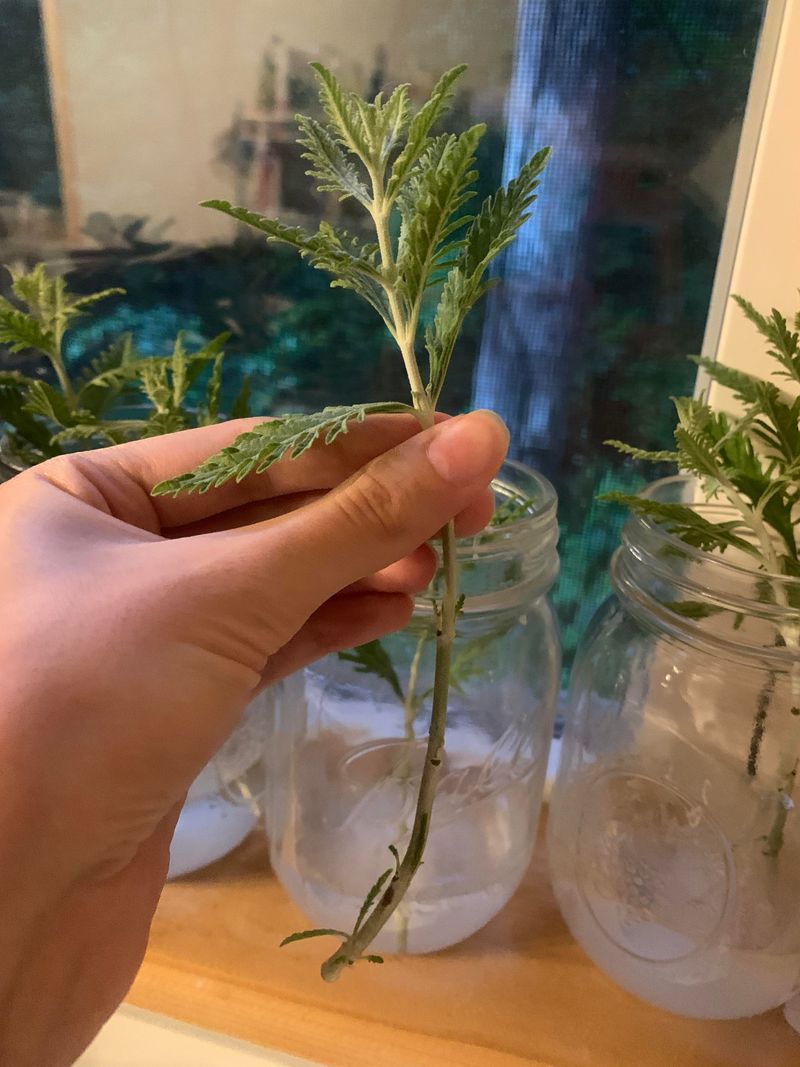 Russian Sage Prefers A Slightly Later Start