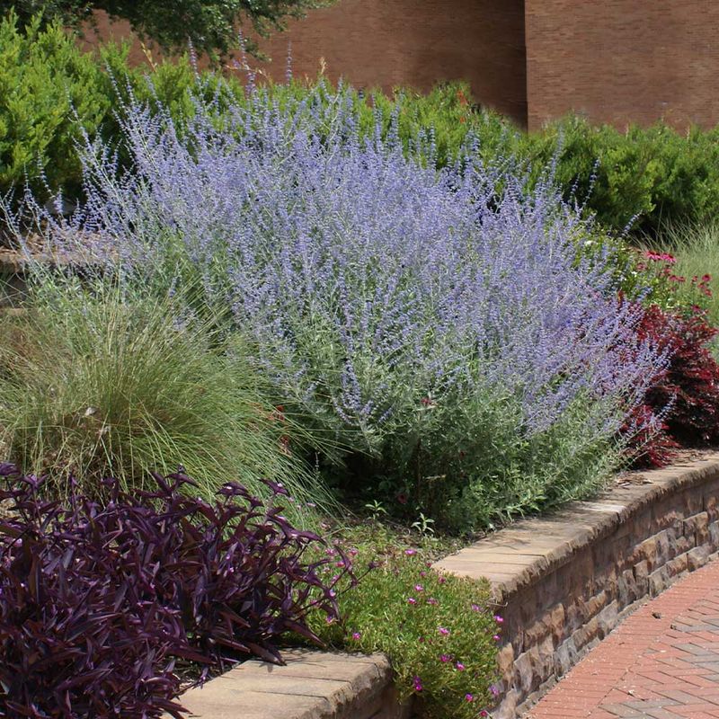 Russian Sage (Salvia yangii) Thrives In The Same Dry Conditions As Lavender