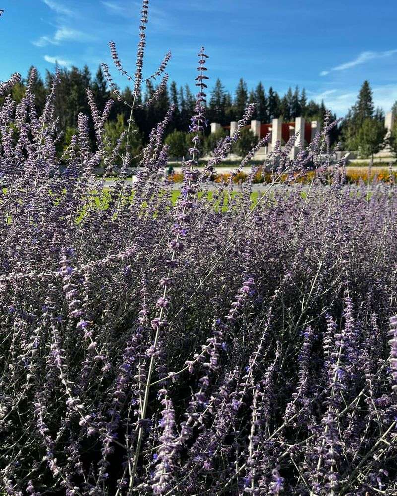 Russian Sage (Salvia yangii)