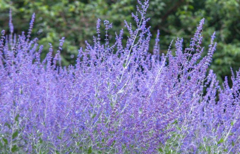 Russian Sage Sends Up Lavender Spikes Russian Sage Sends Up Lavender Spikes