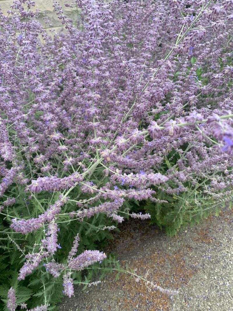 Russian Sage Stands Tough In Sunny Borders