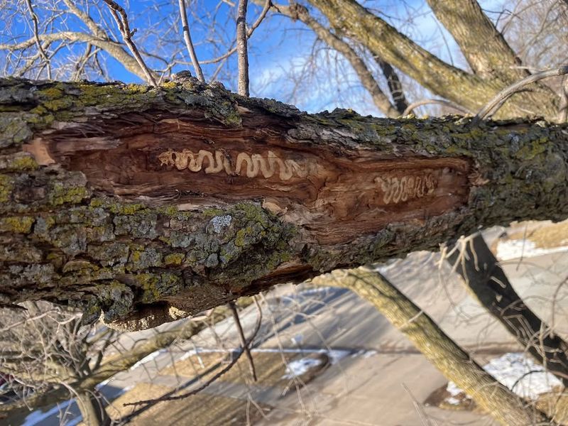 S Shaped Galleries Hidden Beneath Loose Bark