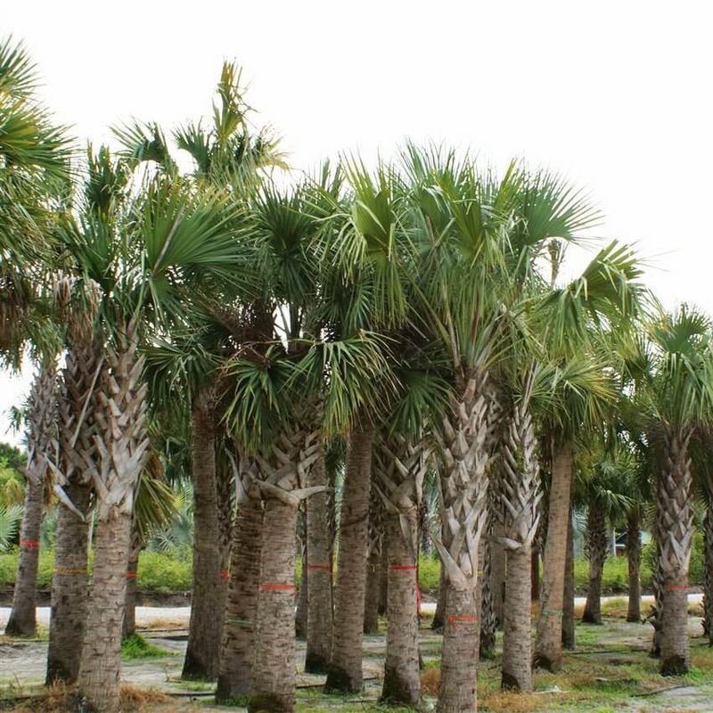 Sabal Palm Adds Breezy Summer Structure
