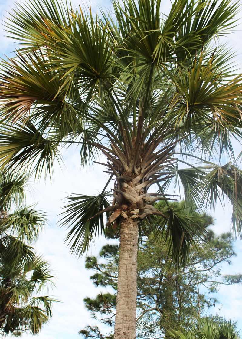 Sabal Palm Adds Native Structure Where A Wall Is Not Needed