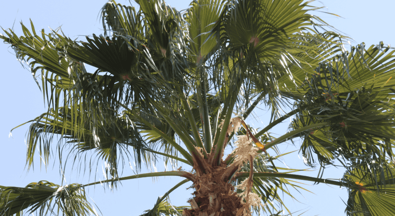 Sabal Palm Gives Privacy Without A Solid Wall Sabal Palm Gives Privacy Without A Solid Wall