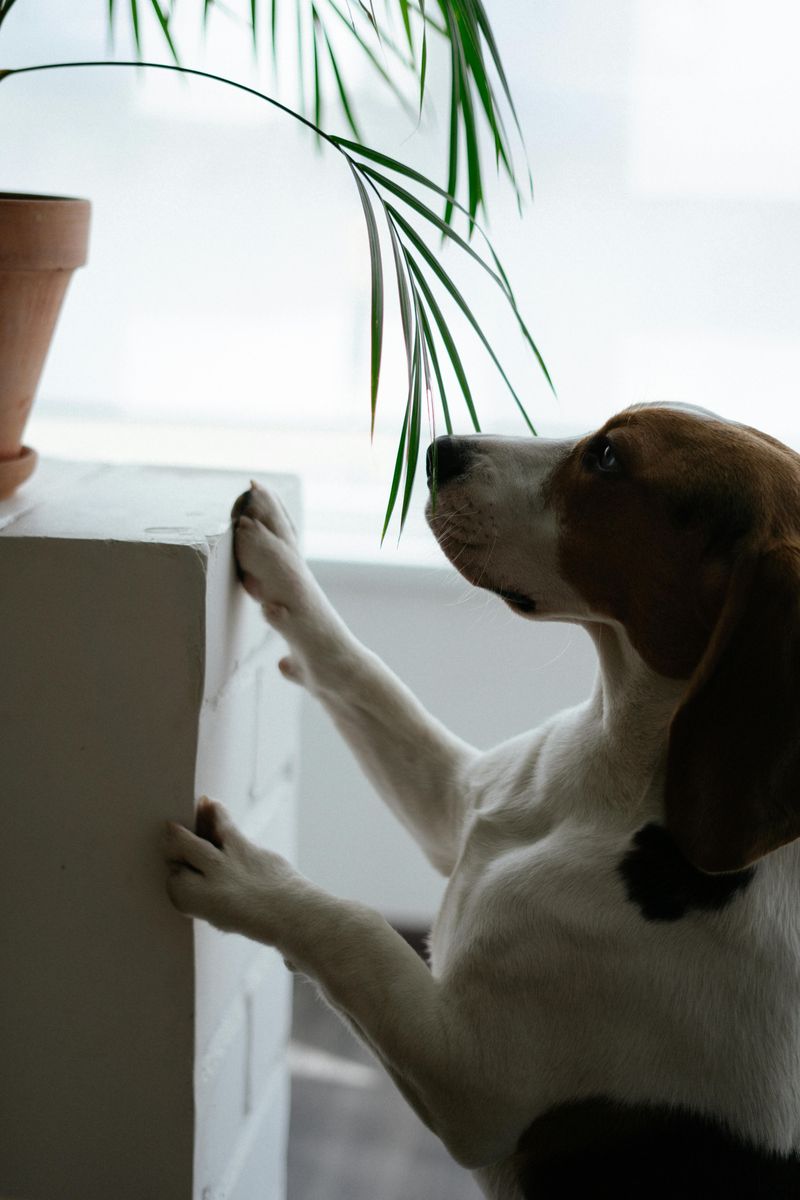 Safe For Children And Pets