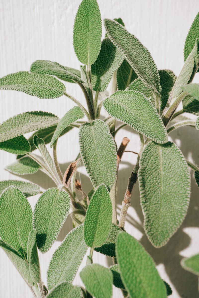 Sage
