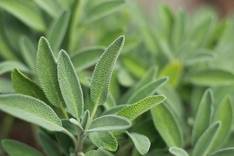 Sage Sage