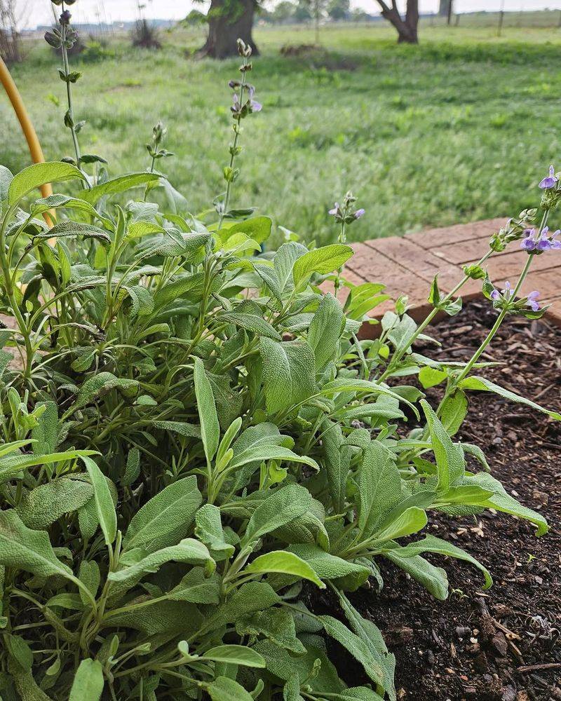 Sage Sage