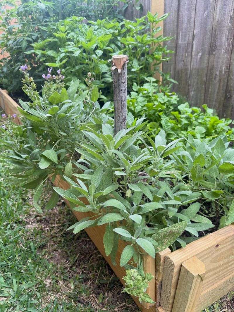 Sage