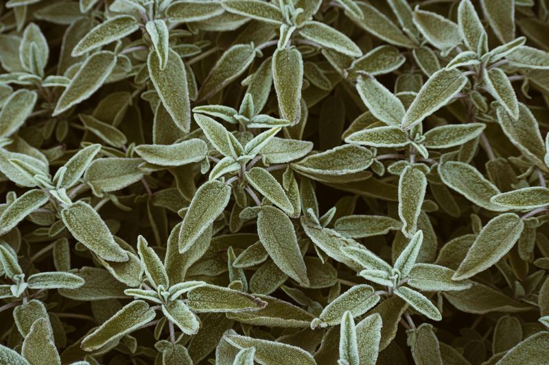 Sage