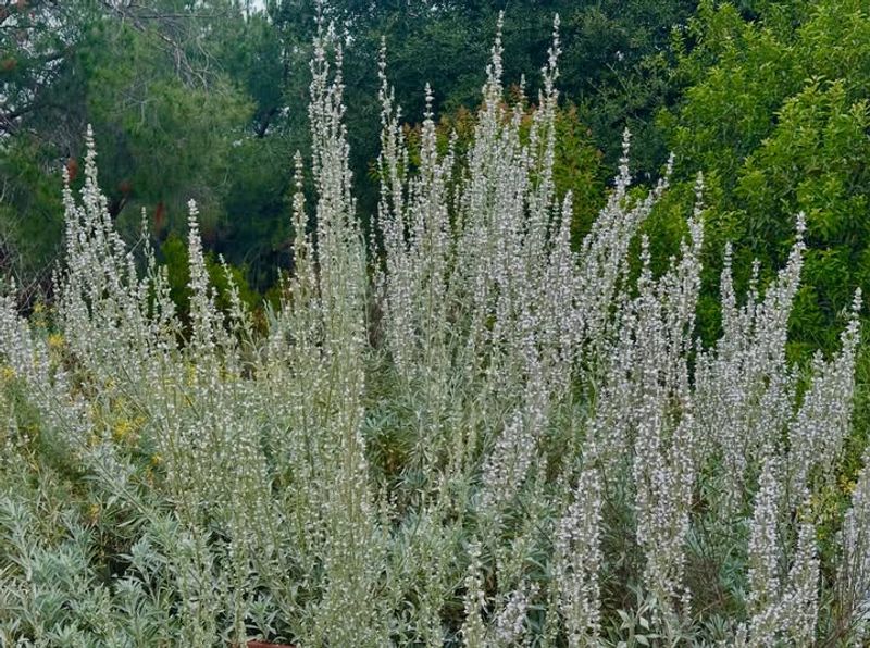 Sage