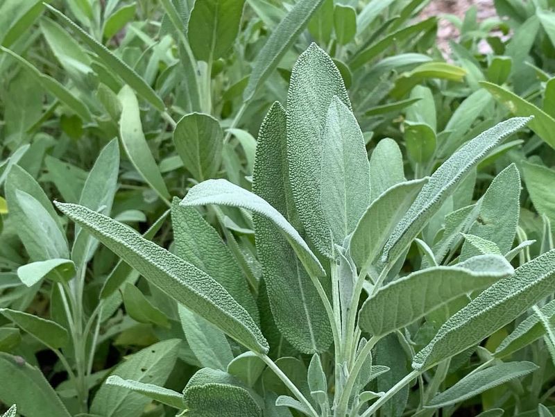 Sage Adds Soft, Silvery Texture To The Border