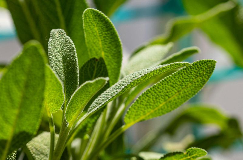 Sage Adds Soft Texture And Strong Flavor