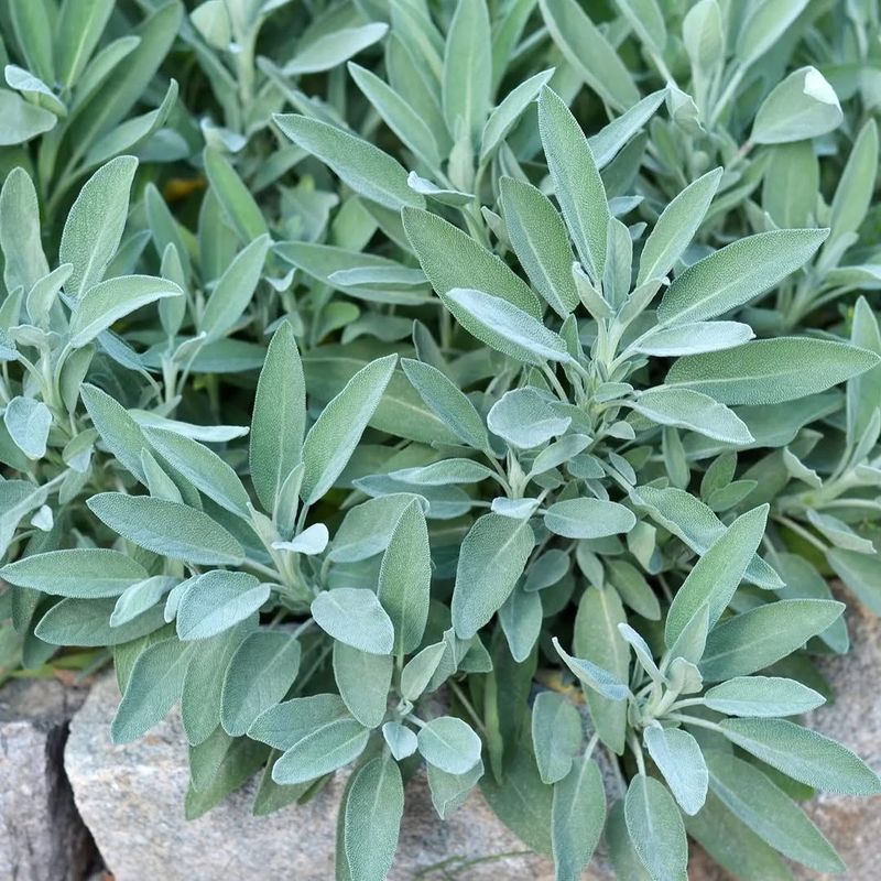 Sage Brings A Strong Scent Ticks Don't Love