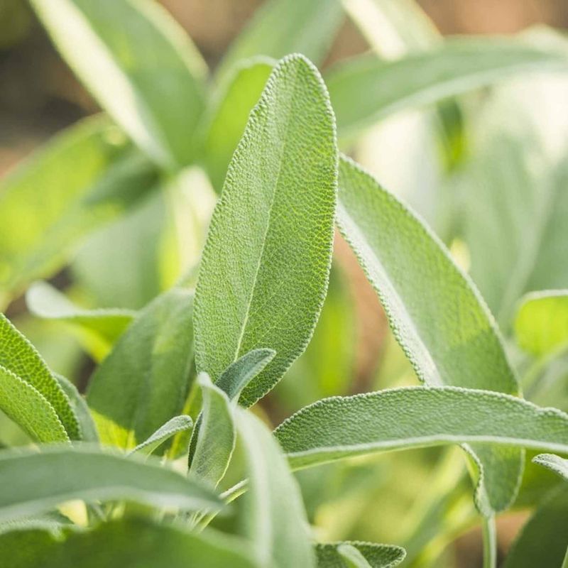 Sage Brings Fragrance To Dry Borders