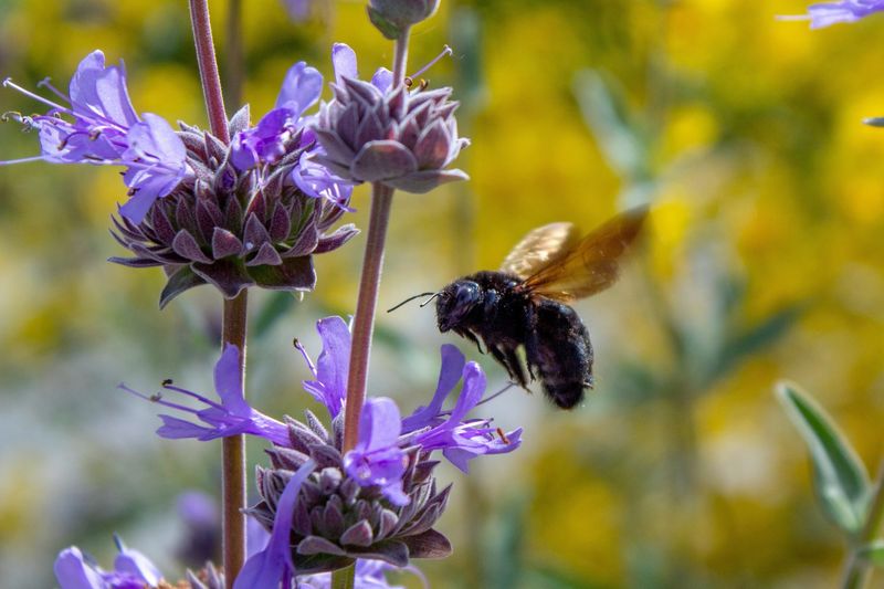 Sage Flowers Draw Native Bees