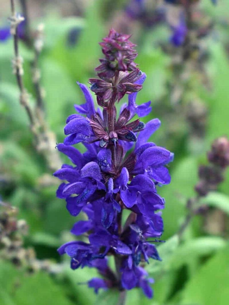 Sage Helps Fill Hot Dry Garden Corners