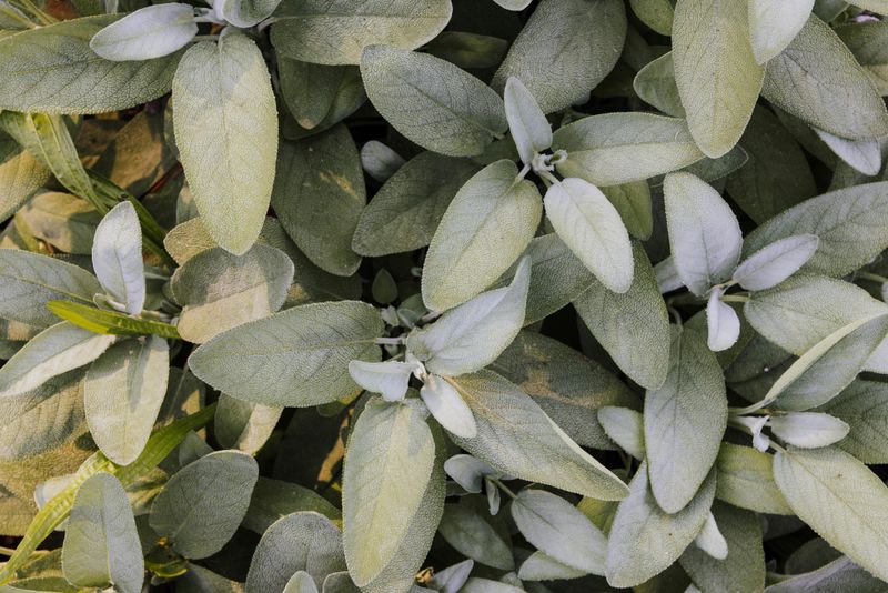 Sage Is A Quiet Herb With Old-World Energy