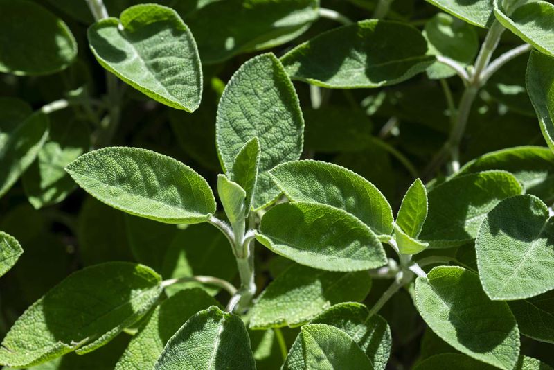 Sage Keeps Shape With Light Harvesting