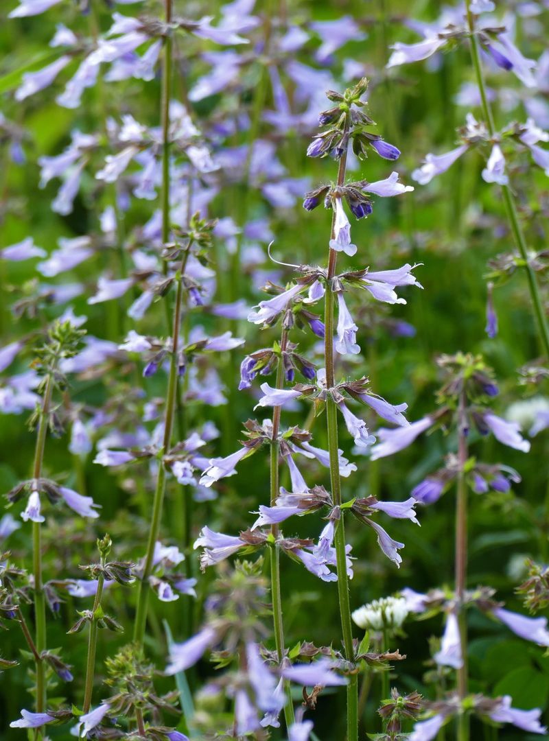 Sage Keeps Sunny Edges Open, Dry, And Fragrant Sage Keeps Sunny Edges Open, Dry, And Fragrant