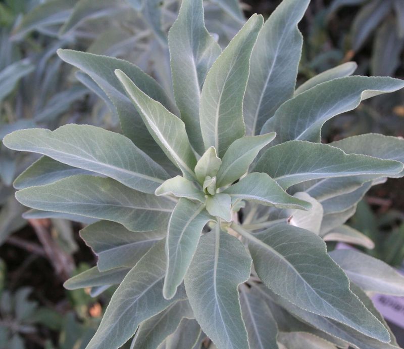 Sage Offers Steady Harvests In Dry Weather