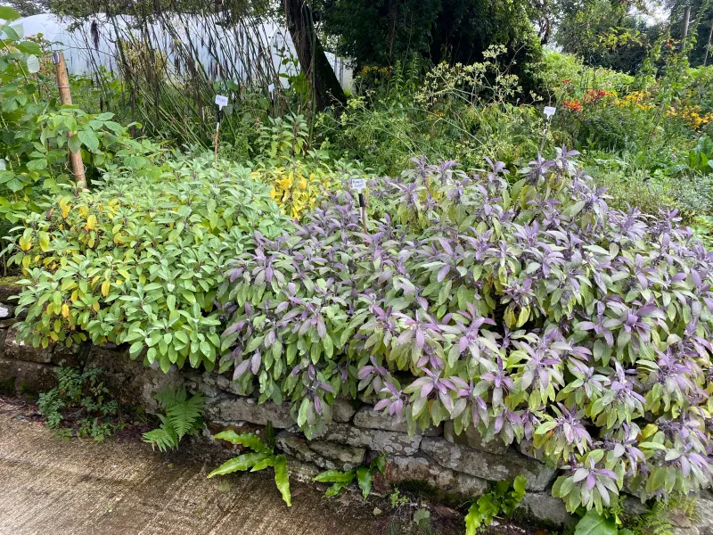 Sage (Salvia officinalis)