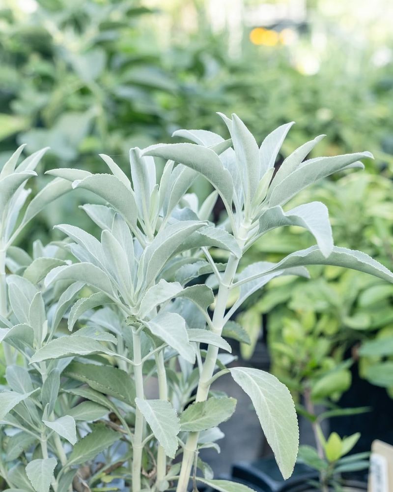Sage Thrives In Heat With Strong Aromatic Foliage
