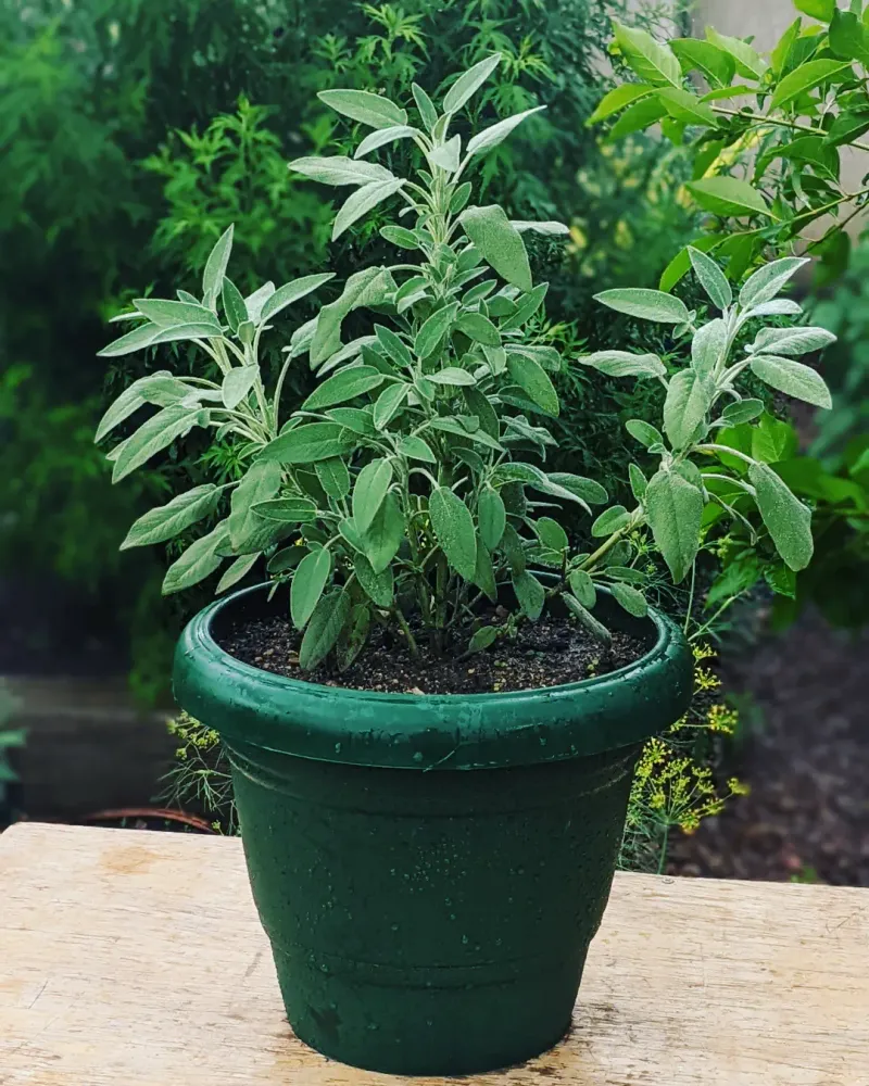 Sage Sage