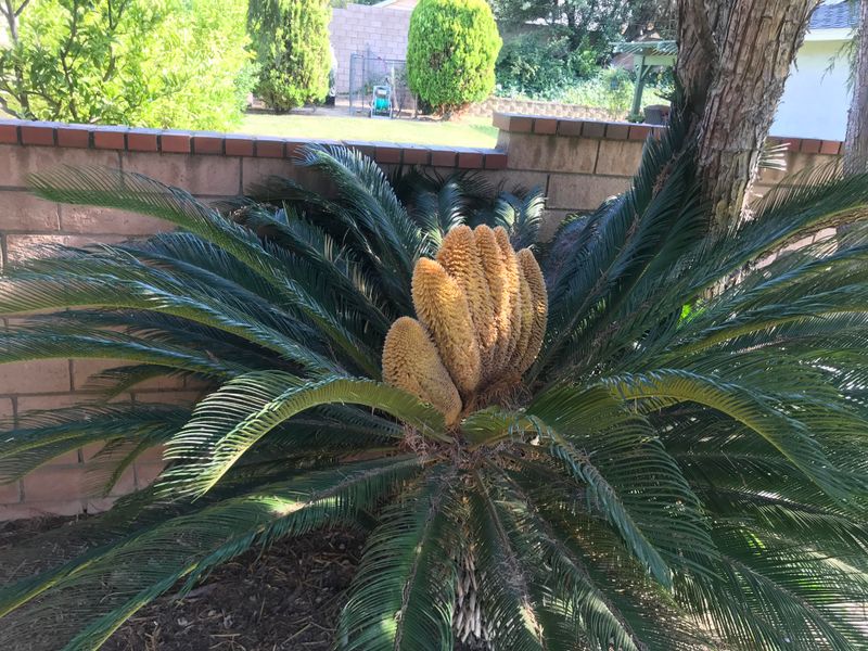 Sago Palm Can Be Misleading Near Paths Sago Palm Can Be Misleading Near Paths