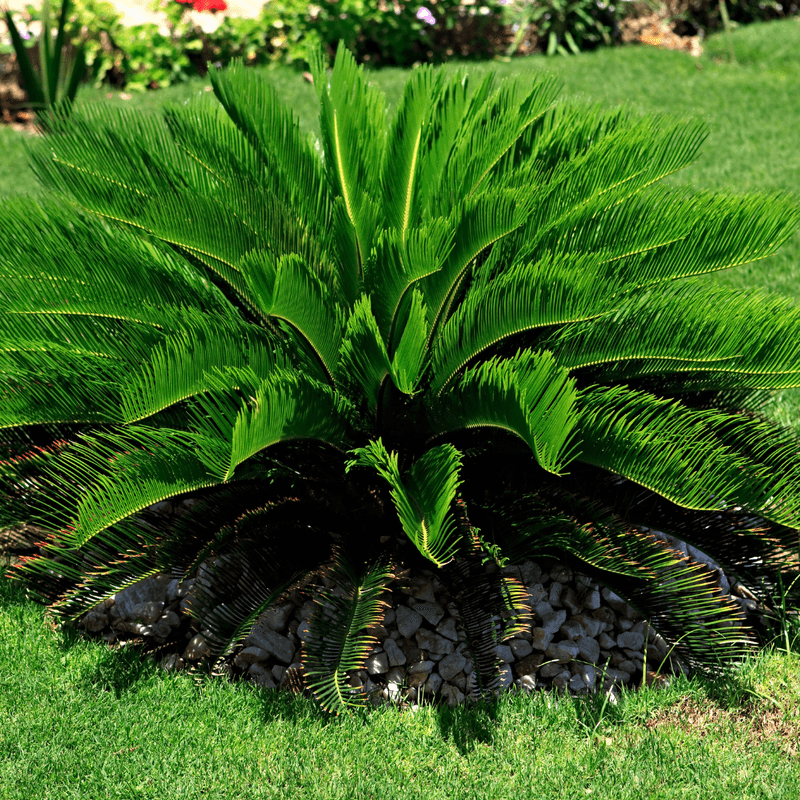 Sago Palm Prefers Afternoon Protection