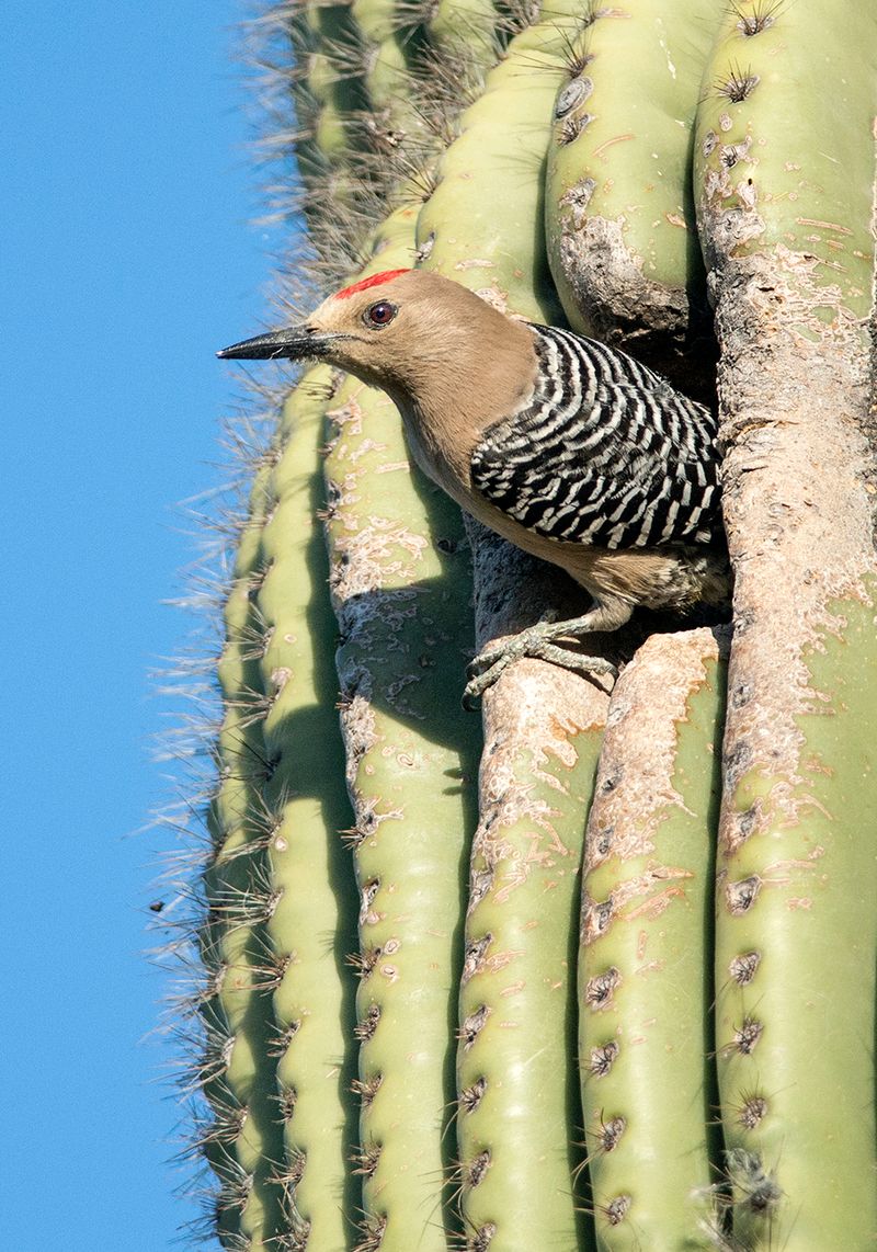 Saguaro And Tree Cavities Become Important Nest Sites