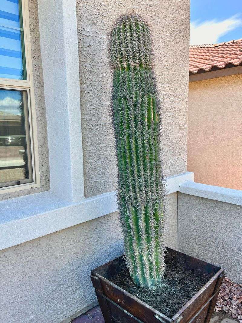 Saguaro Arms Need Room Away From Walls