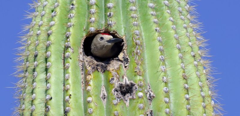 Saguaro Cavities Keep Woodpecker Families Nearby
