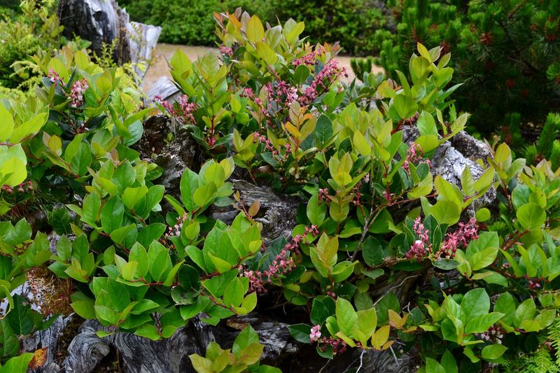 Salal