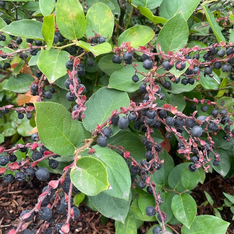 Salal Tends To Thrive Where Most Other Plants Give Up Salal Tends To Thrive Where Most Other Plants Give Up