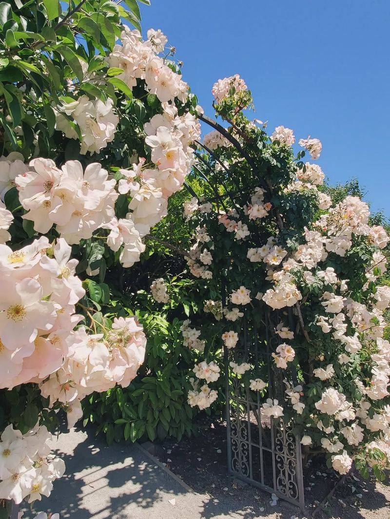 Sally Holmes Rose