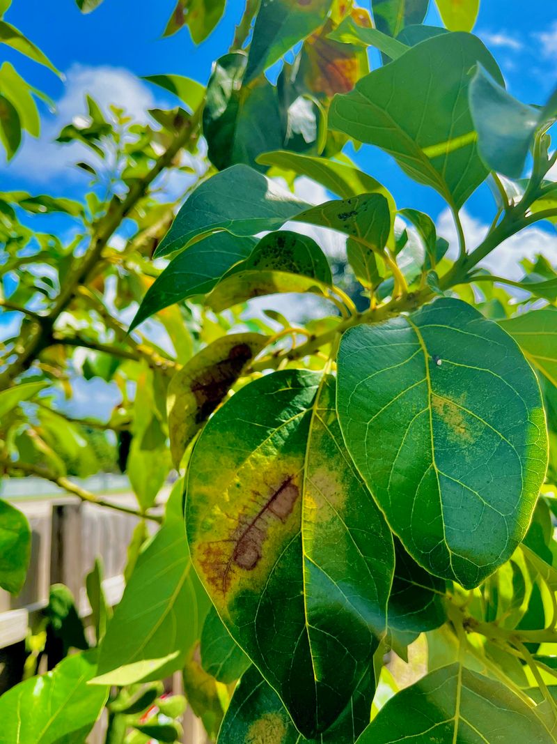 Salt Buildup Can Yellow Leaf Tips