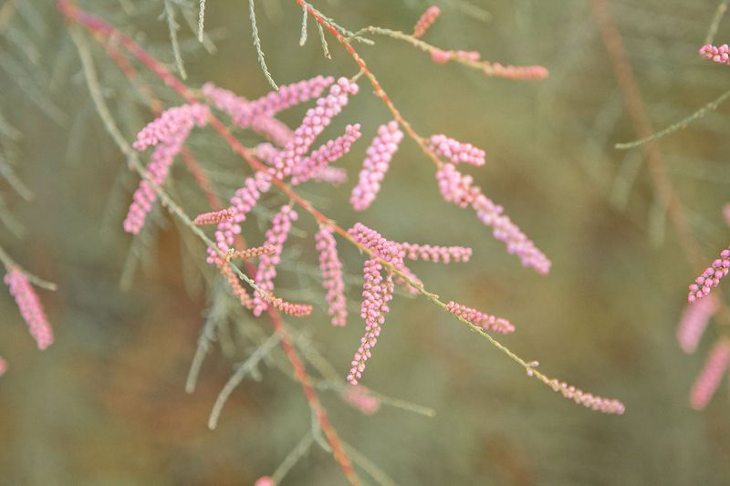 Saltcedar