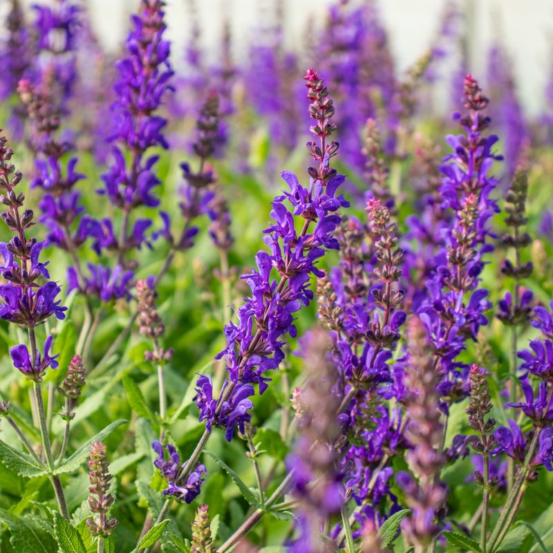 Salvia
