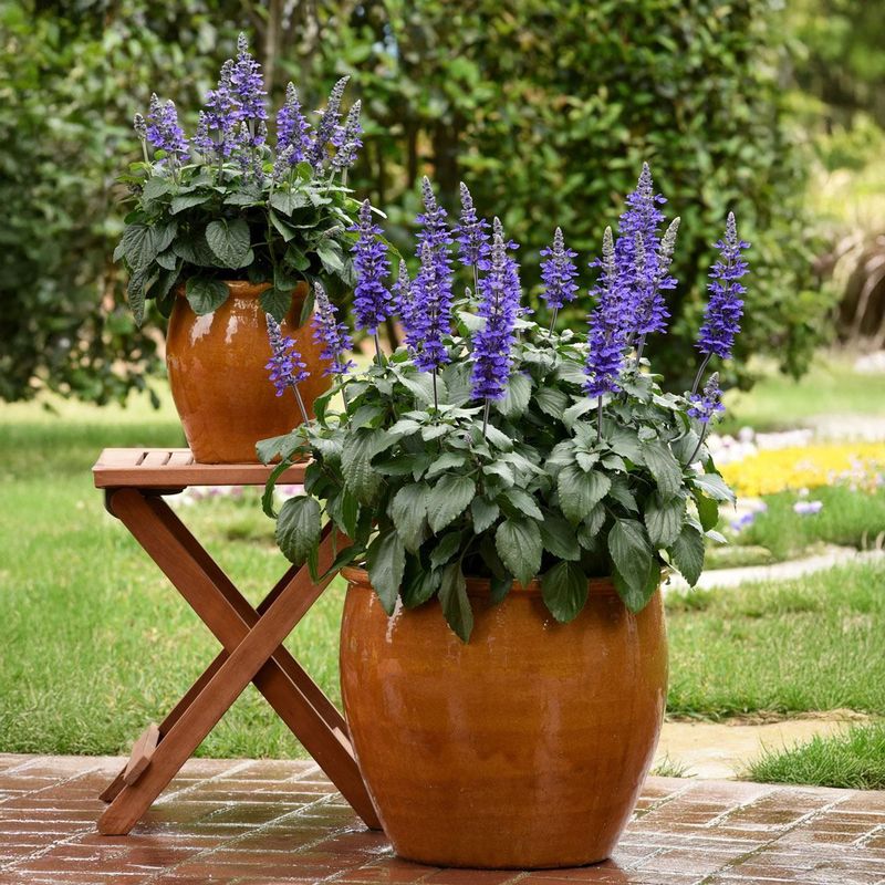 Salvia Salvia