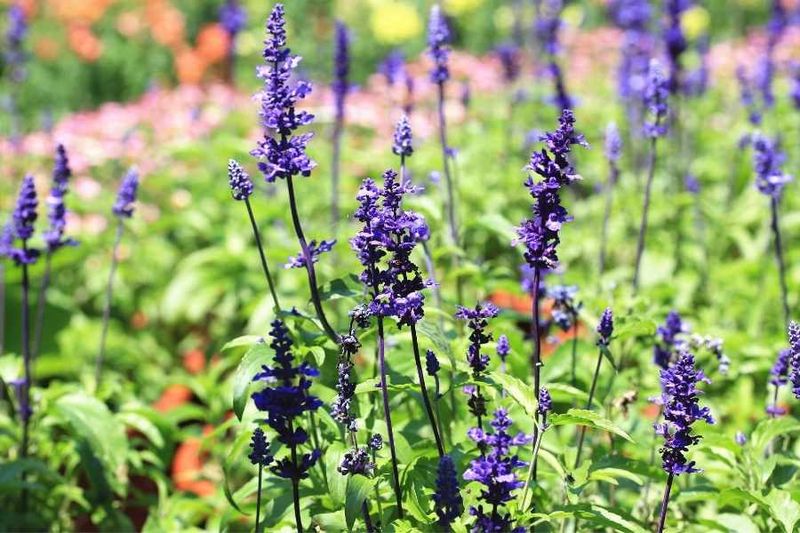 Salvia Salvia