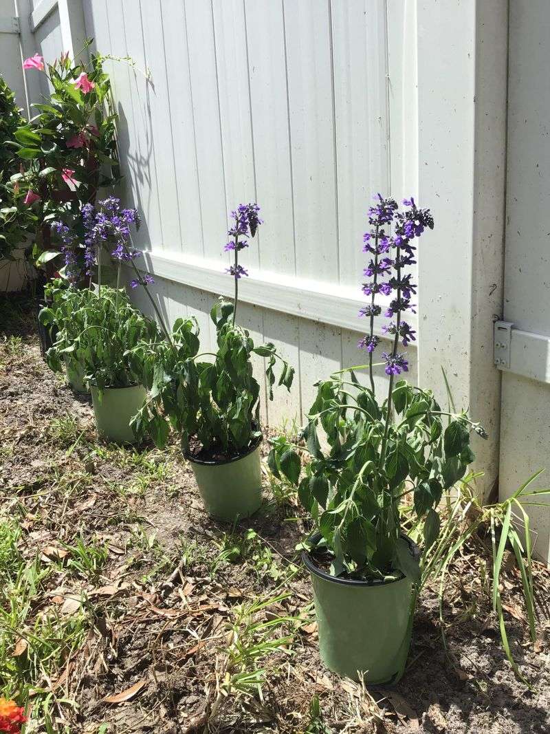 Salvia Salvia