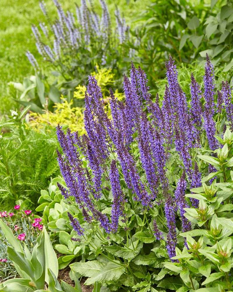 Salvia Salvia
